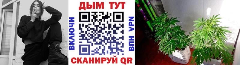 Шишки марихуана THC 21%  даркнет сайт  Называевск 
